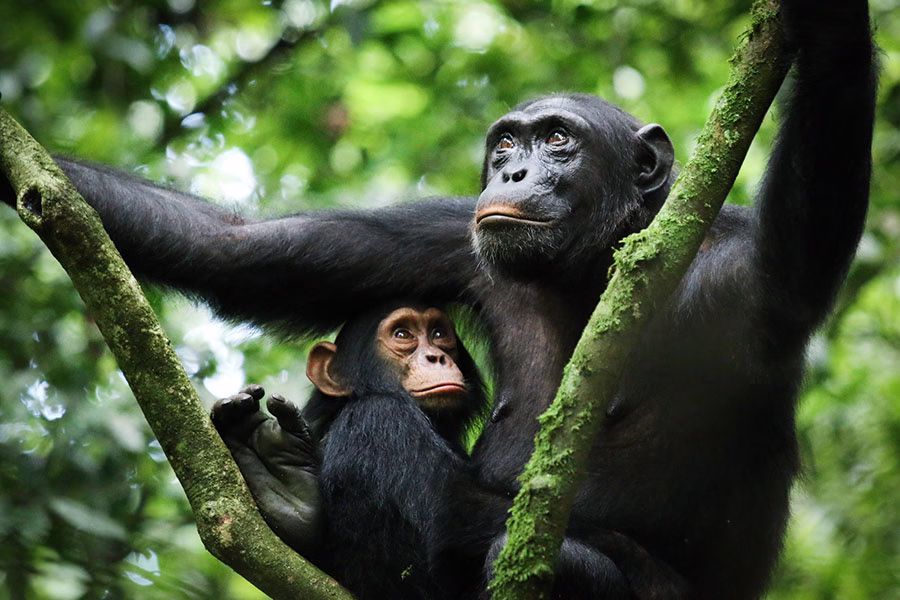 A mother chimpanzee holding her baby in the forest of Gombe National Park Tanzania