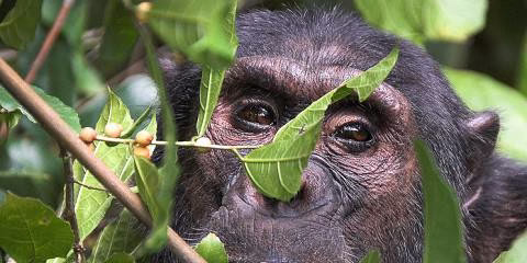 Chimpanzee sitting on a tree branch in Gombe National Park Tanzania