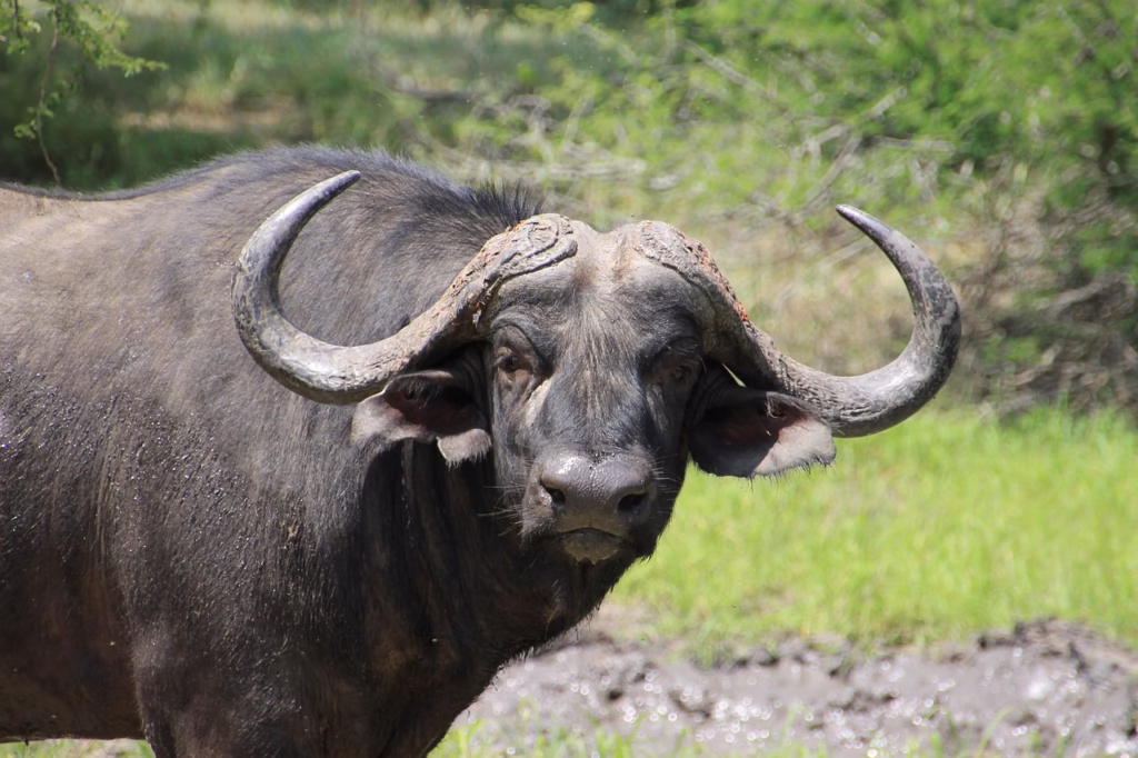 A single buffalo standing in the tall grass of Arusha National Park