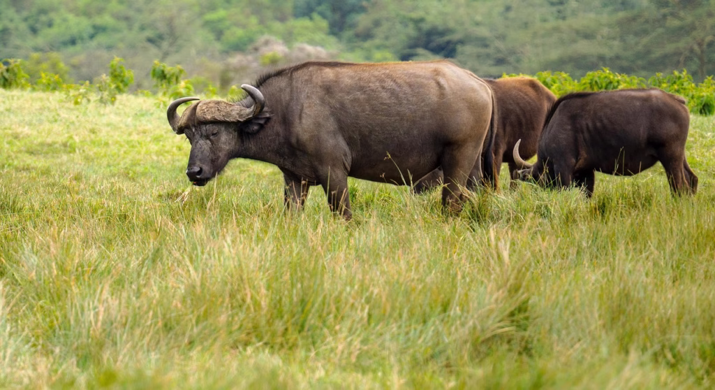 Herd of buffalos grazing on the open plains of Arusha National Park, Tanzania