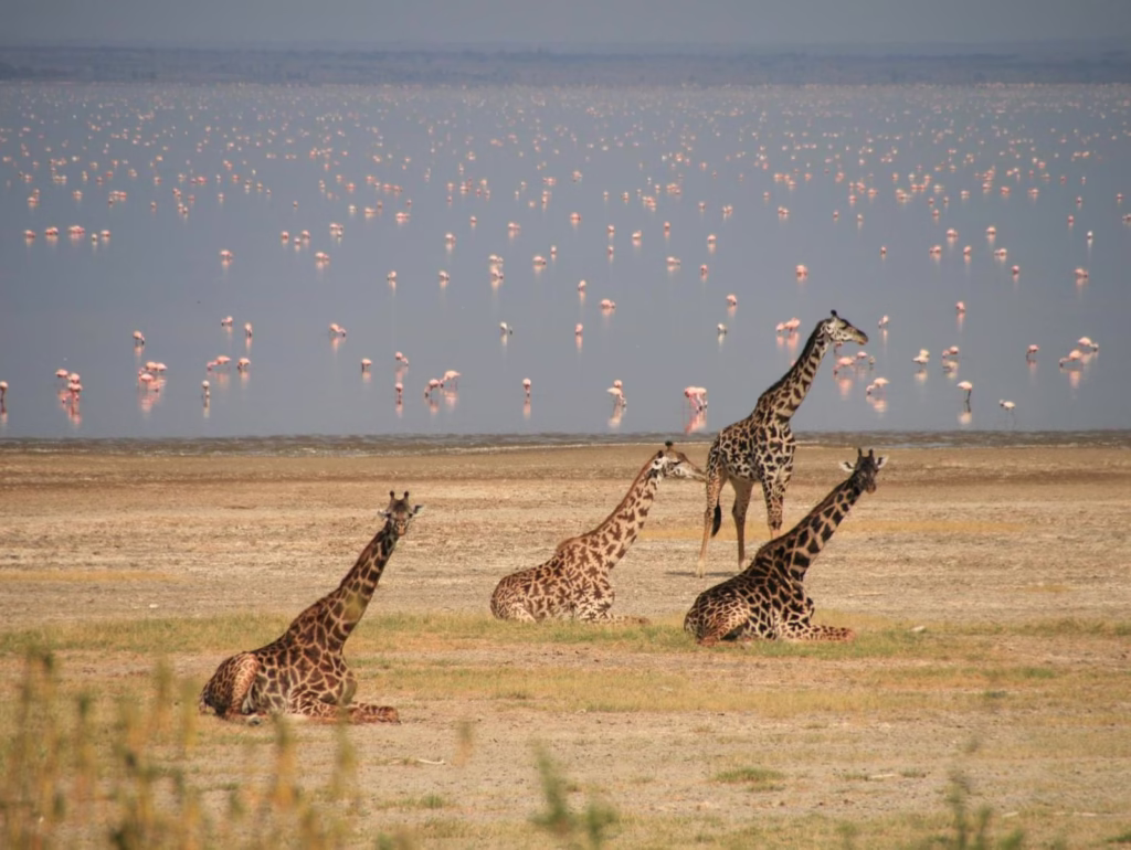 A giraffe walking near the lake with a background of pink flamingos at Manyara National Park