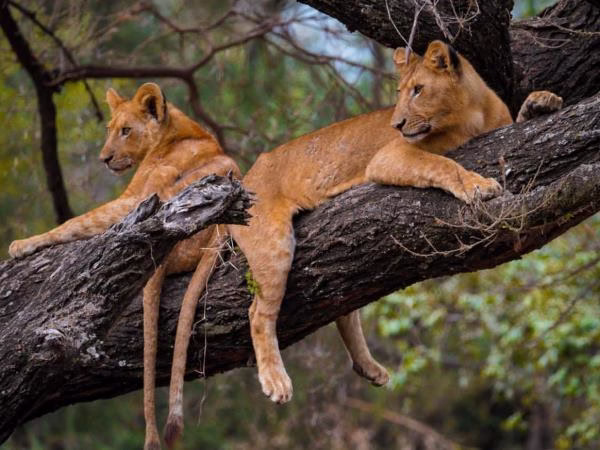 Two lions resting on the branches of a large tree in Manyara National Park