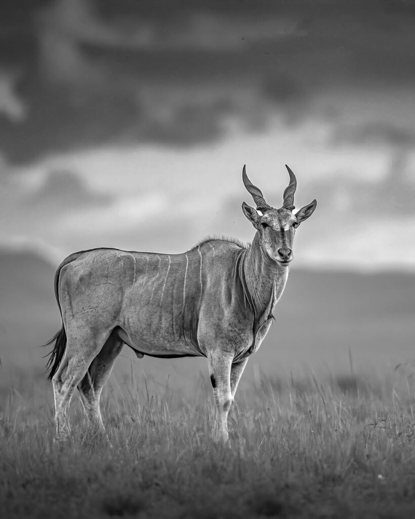 Eland grazing freely in the Tanzanian wilderness during an African safari adventure