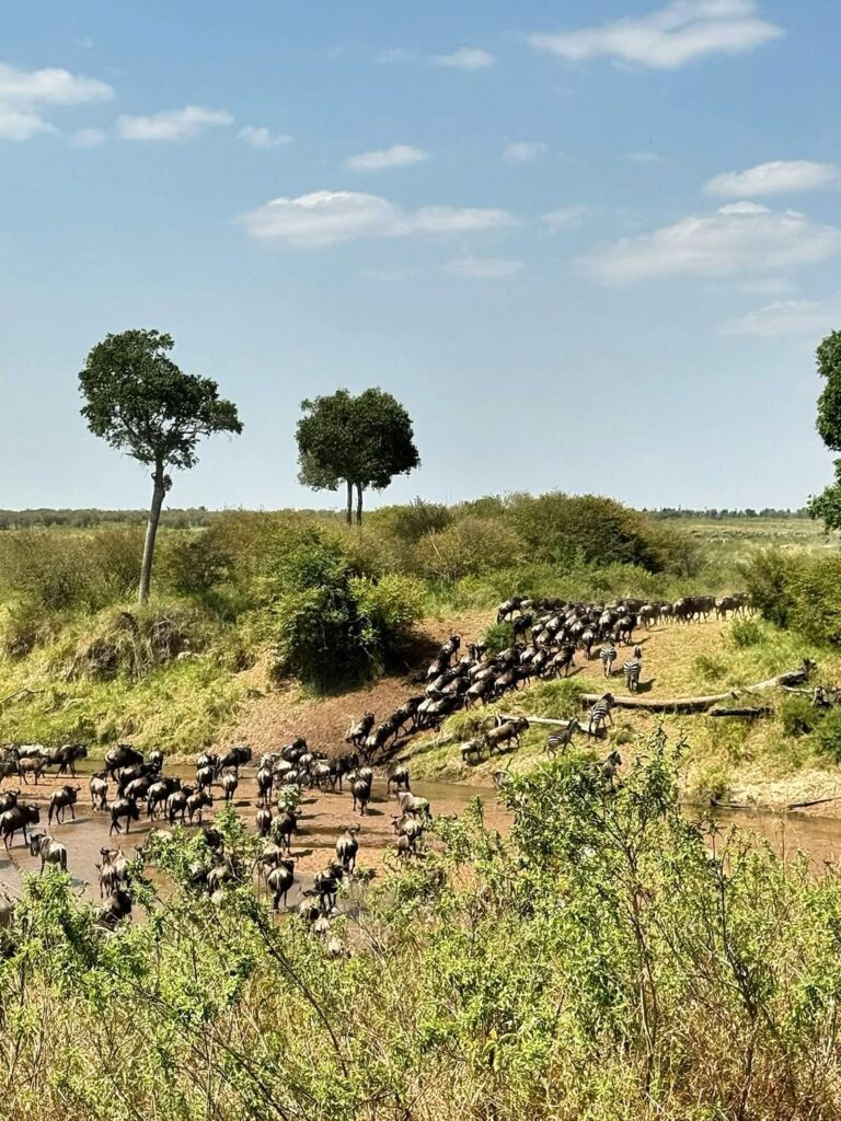 Wildebeests crossing Serengeti plains