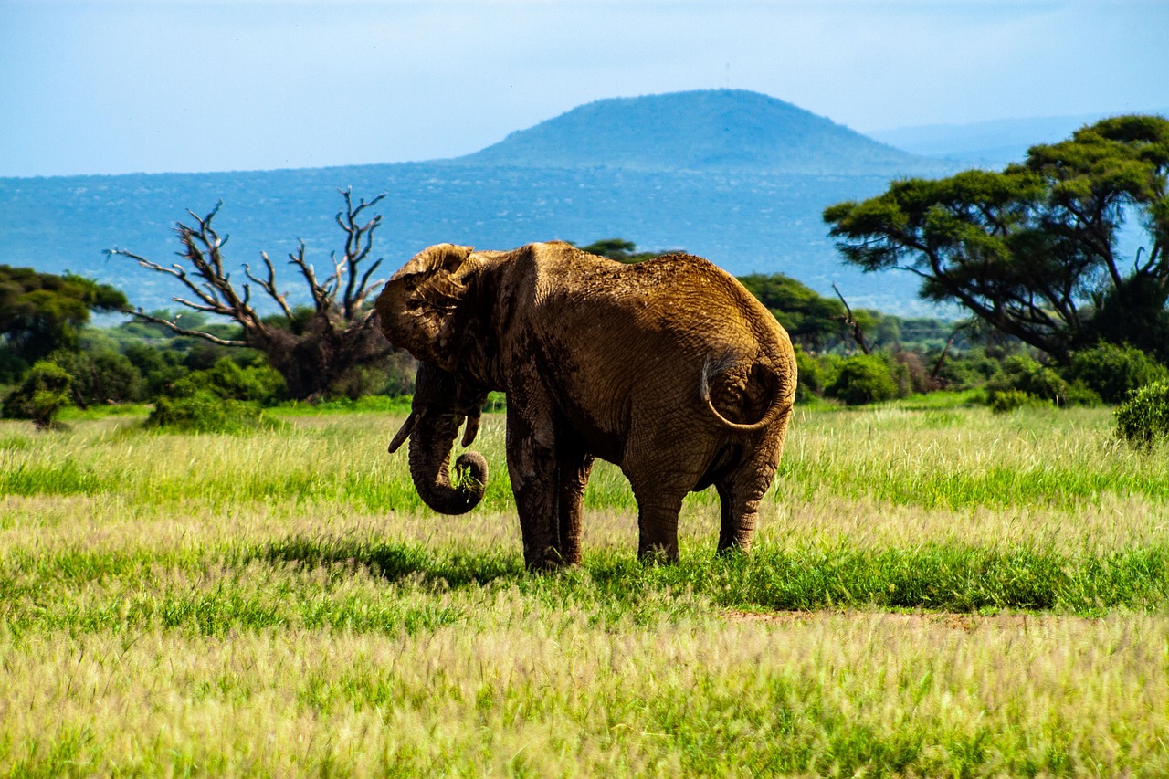 Elephant in the wild during an African safari in Tanzania