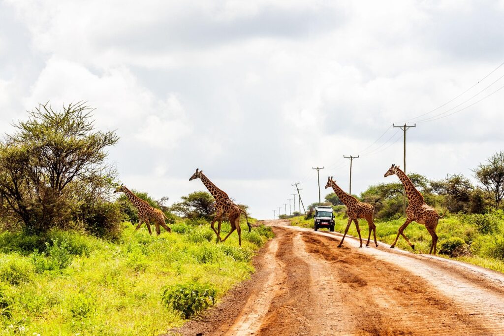 Giraffe crossing the road during a Serengeti safari in Tanzania