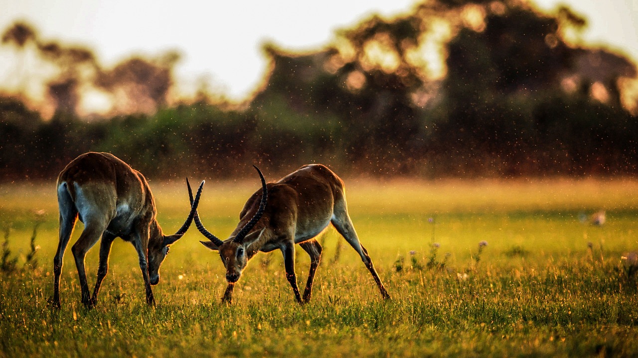 two antelopes fighting in the open savanna Tanzania