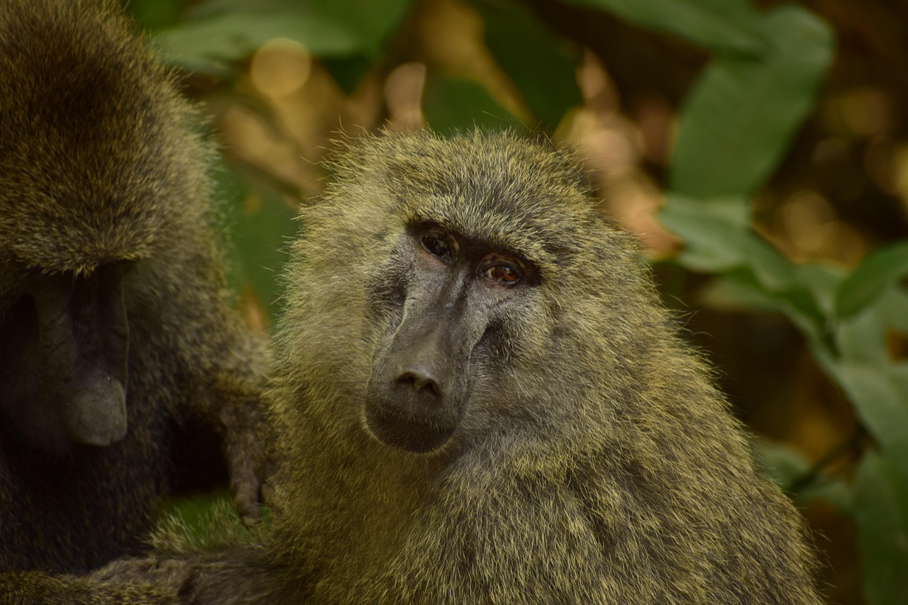 baboon sitting on a rock in Tanzania national park