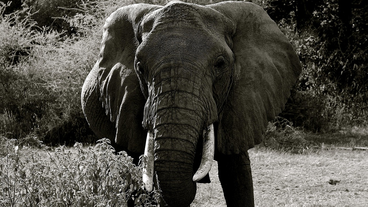 Elephant walking in the wild during a Tanzania safari, Serengeti national park wildlife