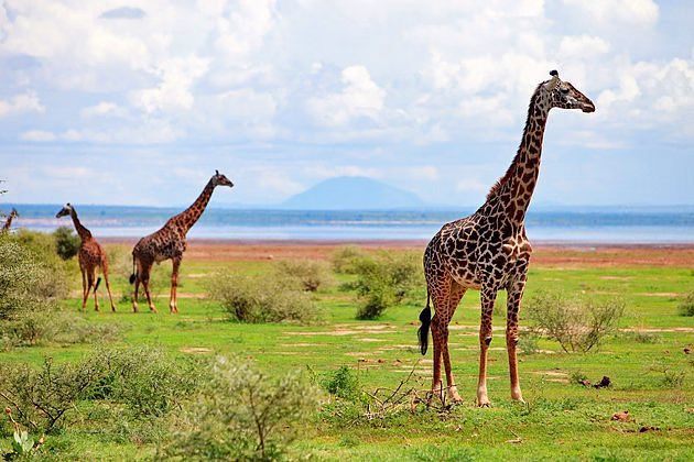 Tall giraffe standing gracefully in the grasslands of Manyara National Park, Tanzania