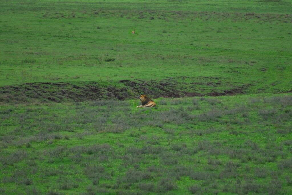 Aerial view of Ngorongoro Crater Tanzania