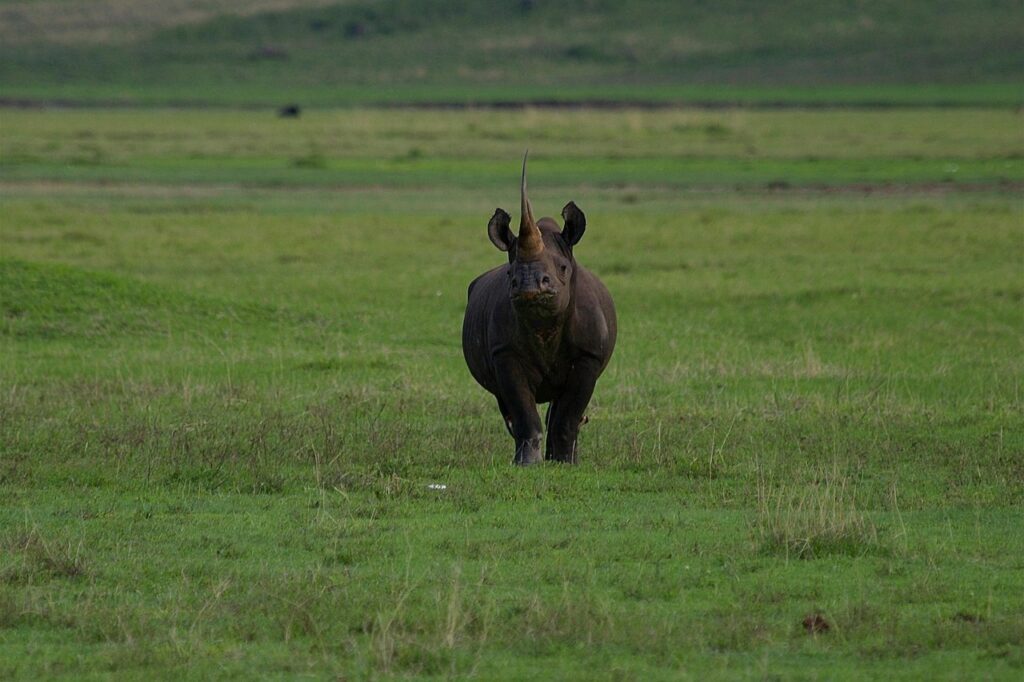 Endangered black rhino grazing in Ngorongoro Tanzania