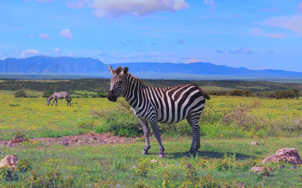 Zebra herd standing in the plains of Tanzania