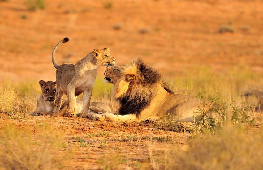 Pride of lions resting on the savannah at Ruaha National Park Tanzania