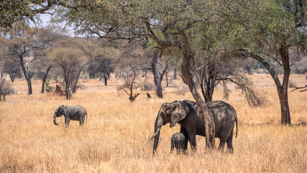 Close-up of elephants walking together in Tarangire National Park Tanzania