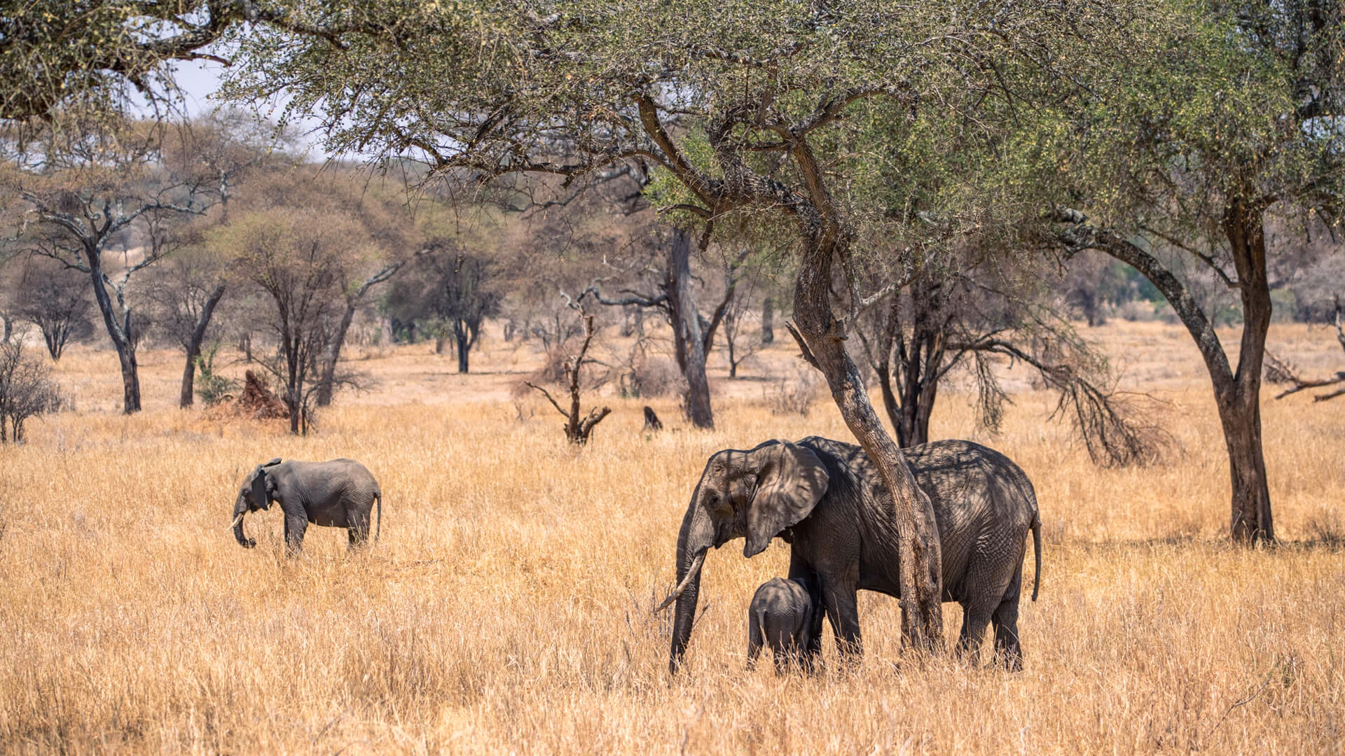 Close-up of elephants walking together in Tarangire National Park Tanzania