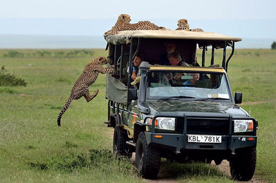 Two cheetahs climbing on top of a safari car in Mikumi National Park Tanzania