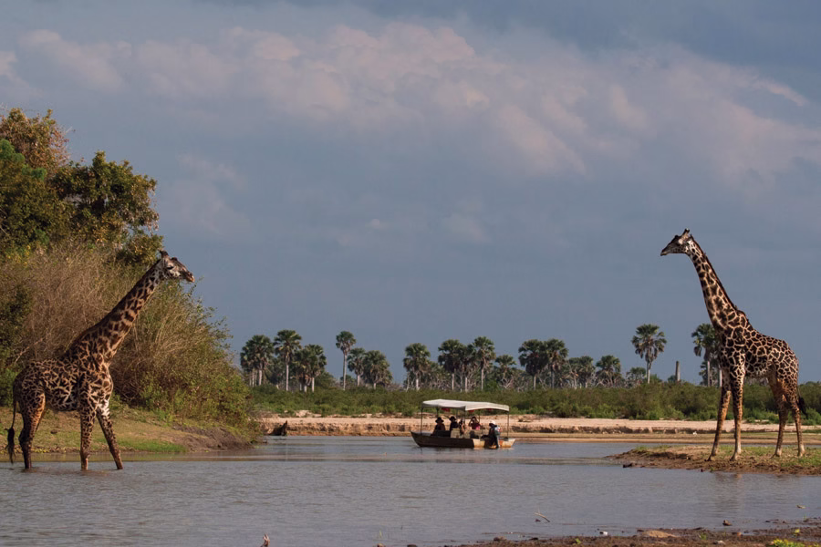 Tourists on a boat safari at Selous Game Reserve passing between two giraffes standing by the river