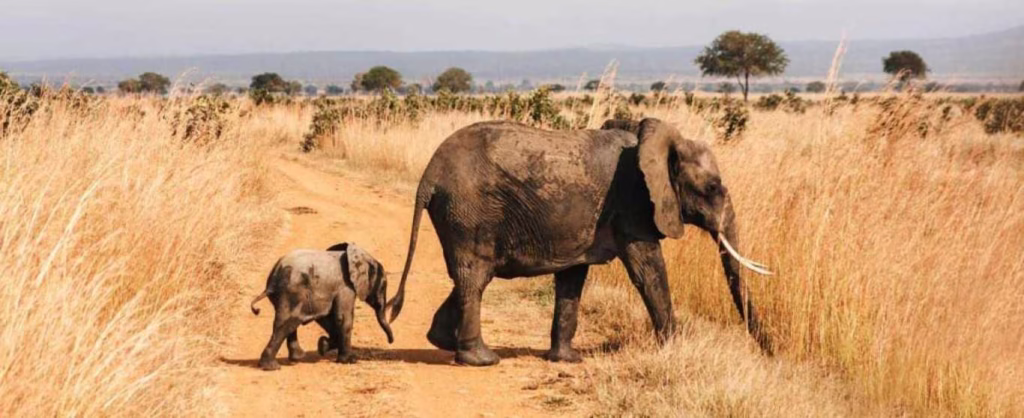 Elephant with her calf crossing the road inside Mikumi National Park Tanzania