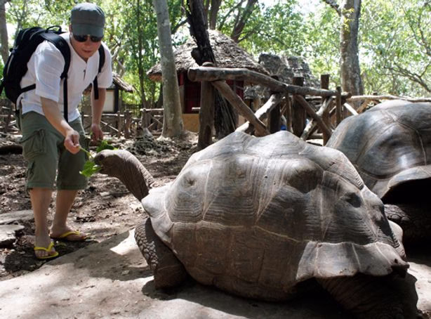 Man feeding a giant tortoise with green leaves at Changuu Prison Island Zanzibar