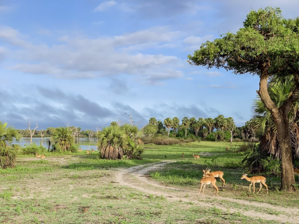Group of antelopes grazing on open plains at Selous Game Reserve Tanzania